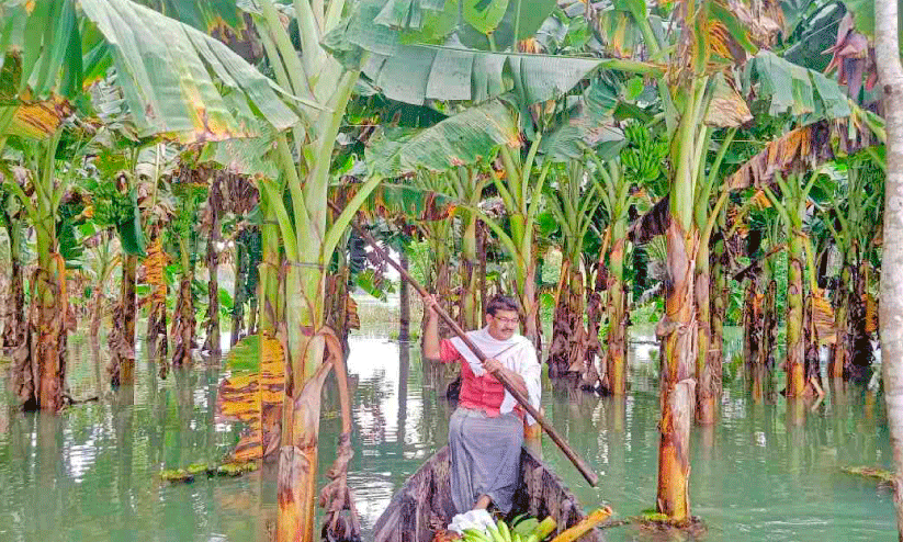 Banana plantations Banana plantations