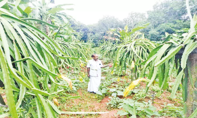 ക​ളി​യ​ല്ല, ഡ്രാ​ഗ​ൺ ഫ്രൂ​ട്സ് കൃ​ഷി