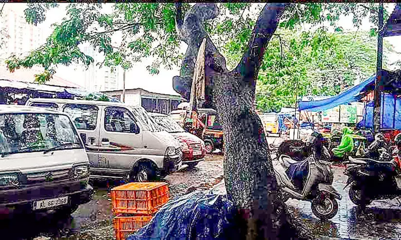 മാർക്കറ്റിലെ മരങ്ങൾ അപകടാവസ്ഥയിൽ