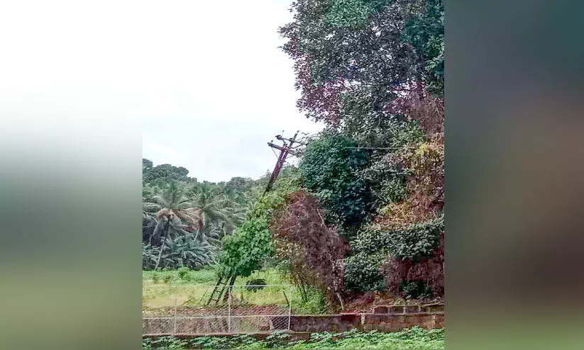 പെരുമ്പെട്ടി പാടത്ത് ചരിഞ്ഞ പോസ്റ്റുകൾ അപകട ഭീഷണിയാകുന്നു പെരുമ്പെട്ടി പാടത്ത് ചരിഞ്ഞ പോസ്റ്റുകൾ അപകട ഭീഷണിയാകുന്നു