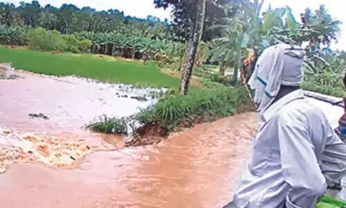 ആറ്​ ദിവസം; മഴയിൽ നശിച്ചത്​ 95.96 കോടിയുടെ കൃഷി