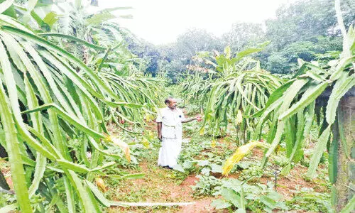 ക​ളി​യ​ല്ല, ഡ്രാ​ഗ​ൺ ഫ്രൂ​ട്സ് കൃ​ഷി