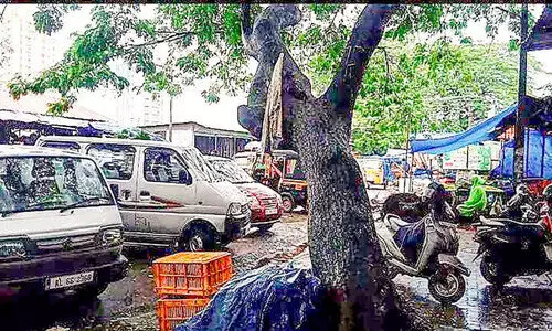 മാർക്കറ്റിലെ മരങ്ങൾ അപകടാവസ്ഥയിൽ