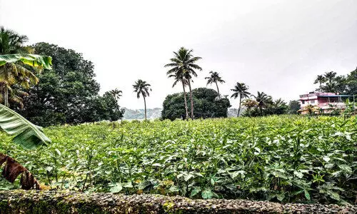 ക​ന​ത്ത മ​ഴ​യി​ൽ പ​ച്ച​ക്ക​റി കൃ​ഷി ന​ശി​ച്ചു