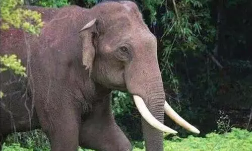 വാ​ഴ​ച്ചാ​ലി​ൽ വിനോദസഞ്ചാരികൾക്ക് നേരെ കാട്ടാന  ആക്രമണം; രണ്ട് പേർക്ക് പരിക്ക്