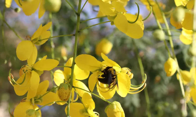 ഊ​ഷ​ര​ത​യി​ല്‍ പൂ​ത്തു​ല​ഞ്ഞ്​ കൊ​ന്ന​പ്പൂ​വ്​