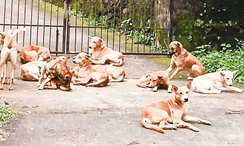 കാര്യക്ഷമമല്ലാതെ എ.ബി.സി പദ്ധതി; തെരുവ് നായ്ക്കൾ പെരുകുന്നു കാര്യക്ഷമമല്ലാതെ എ.ബി.സി പദ്ധതി; തെരുവ് നായ്ക്കൾ പെരുകുന്നു