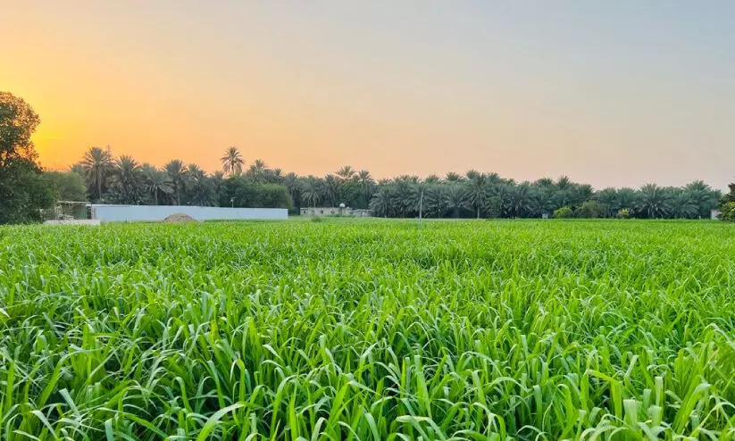 അ​ൽ​ഐ​ൻ  ന​ഗ​ര​ത്തി​ലെ മ​രു​പ്പ​ച്ച