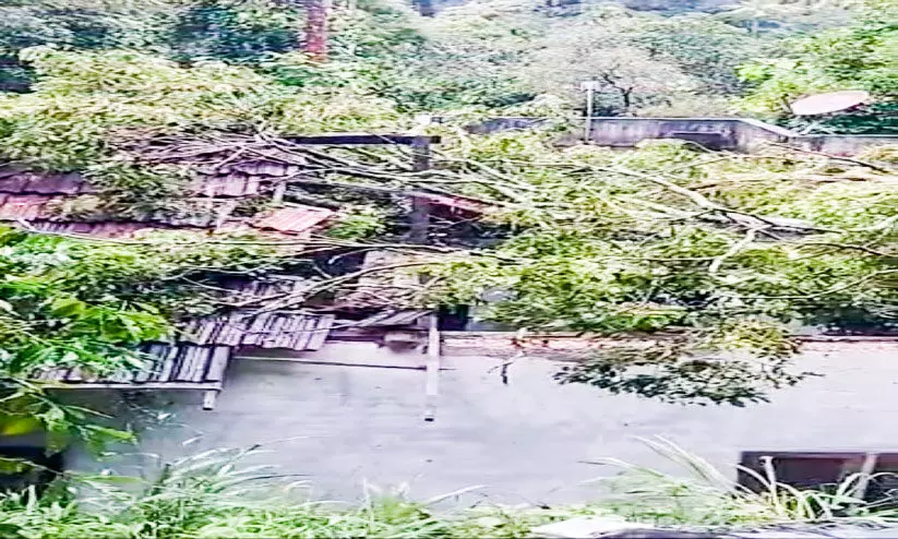 മരം വീണ് വീട് തകർന്നു; വീട്ടുടമക്ക് പരിക്ക് മരം വീണ് വീട് തകർന്നു; വീട്ടുടമക്ക് പരിക്ക്