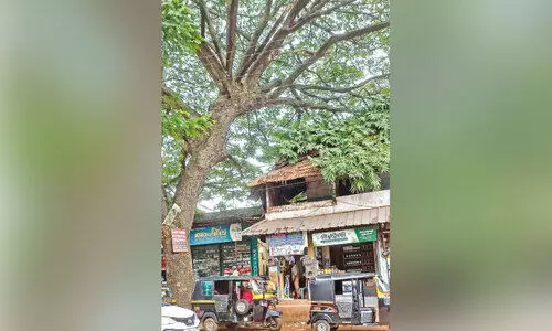 പ​ട്ട​ർ​ന​ട​ക്കാ​വി​ൽ ഭീ​ഷ​ണി​യു​യ​ർ​ത്തി ചീ​നി മ​ര​ങ്ങ​ൾ