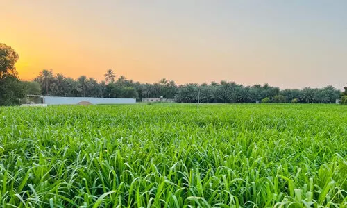 അ​ൽ​ഐ​ൻ  ന​ഗ​ര​ത്തി​ലെ മ​രു​പ്പ​ച്ച