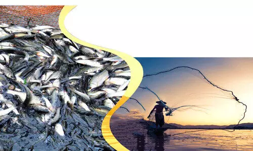 ഊത്തപിടിത്തക്കാർക്ക് പിടിവീഴും;   നടപടി കർശനമാക്കി ഫിഷറീസ് വകുപ്പ്