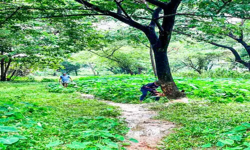 നിർദിഷ്ട വണ്ടിപ്പേട്ട-ഇ.ഇ.സി മാർക്കറ്റ് റോഡ് നിർമാണം: മരങ്ങൾ മുറിച്ചു