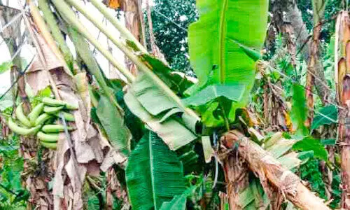 കനത്ത കാറ്റും മഴയും തേ​ല​ത്തു​രു​ത്തി​ൽ വ്യാ​പ​ക കൃ​ഷി​നാ​ശം