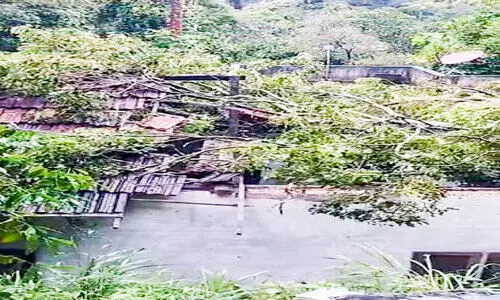 മരം വീണ് വീട്​ തകർന്നു; വീട്ടുടമക്ക്​ പരിക്ക്​