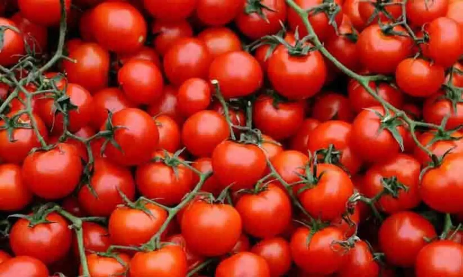 മൊബൈൽ ഫോൺ വാങ്ങിയാൽ രണ്ട് കിലോ തക്കാളി സൗജന്യം; വിലക്കയറ്റത്തിൽ വെറൈറ്റി ഓഫറുകളുമായി വ്യാപാരികൾ