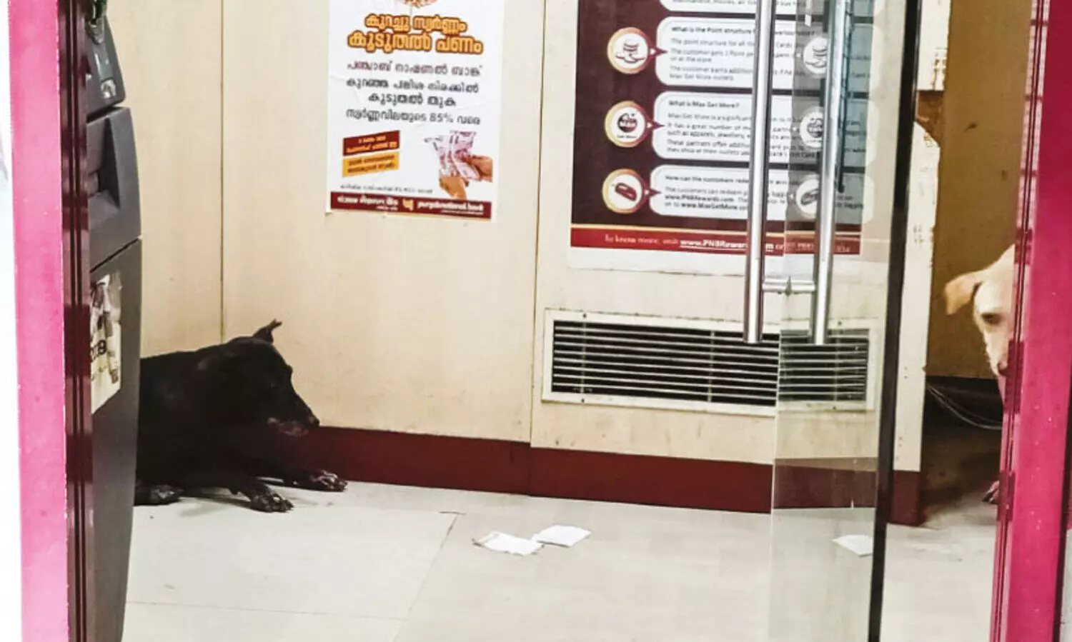 എ.​ടി.​എം കൗ​ണ്ട​റു​ക​ളും നാ​യ്ക്ക​ൾ കൈ​യ​ട​ക്കു​ന്നു