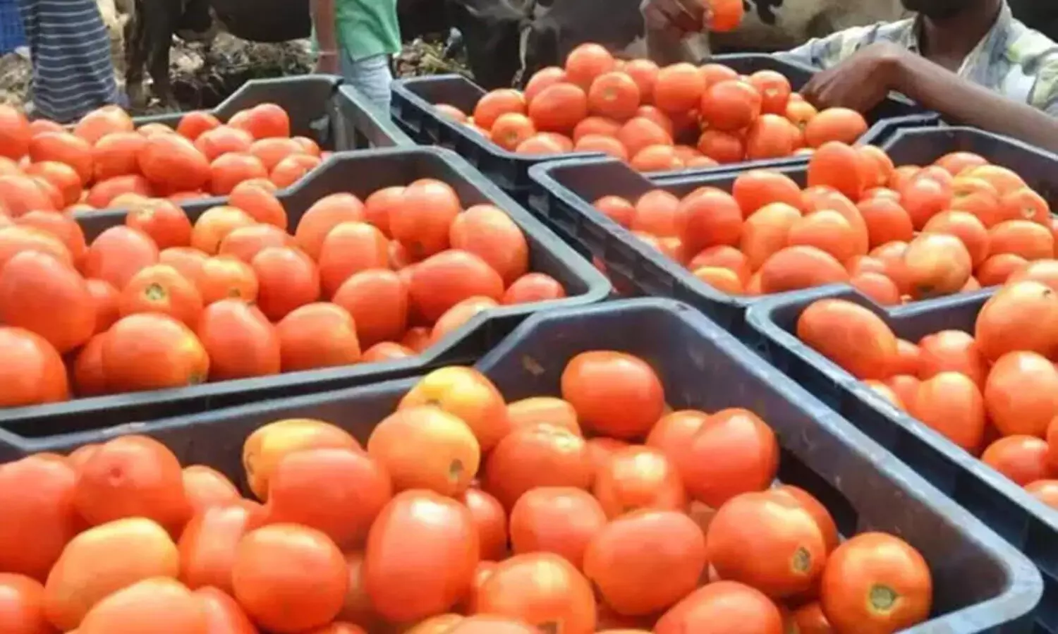 2000 കിലോ തക്കാളിയുമായി വന്ന വാഹനം തടഞ്ഞ് തട്ടിക്കൊണ്ടുപോയി