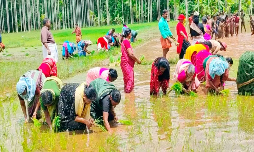 നാടൻപാട്ടുപാടി ഞാറുനട്ട് മഴപ്പൊലിമ