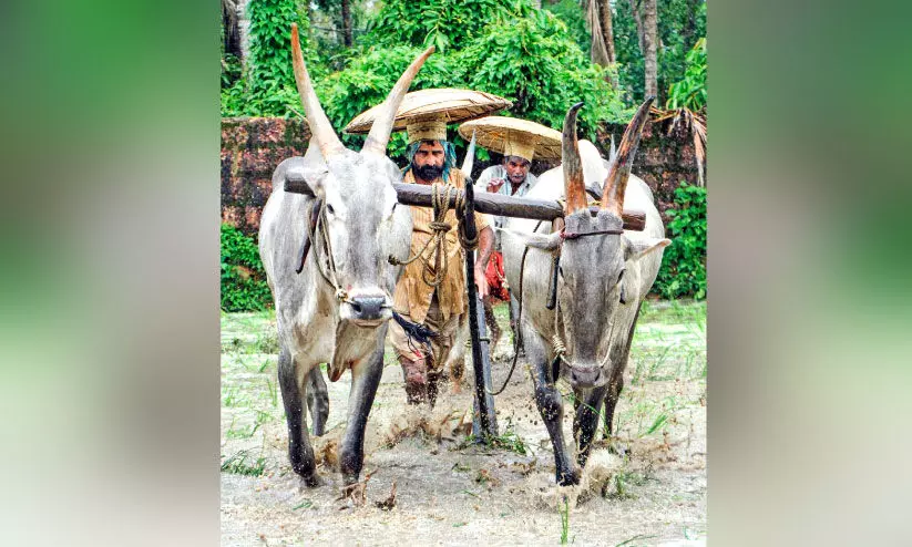 വയലേലകളിൽ പൈതൃകത്തിന്റെ കുടമണിനാദം വയലേലകളിൽ പൈതൃകത്തിന്റെ കുടമണിനാദം
