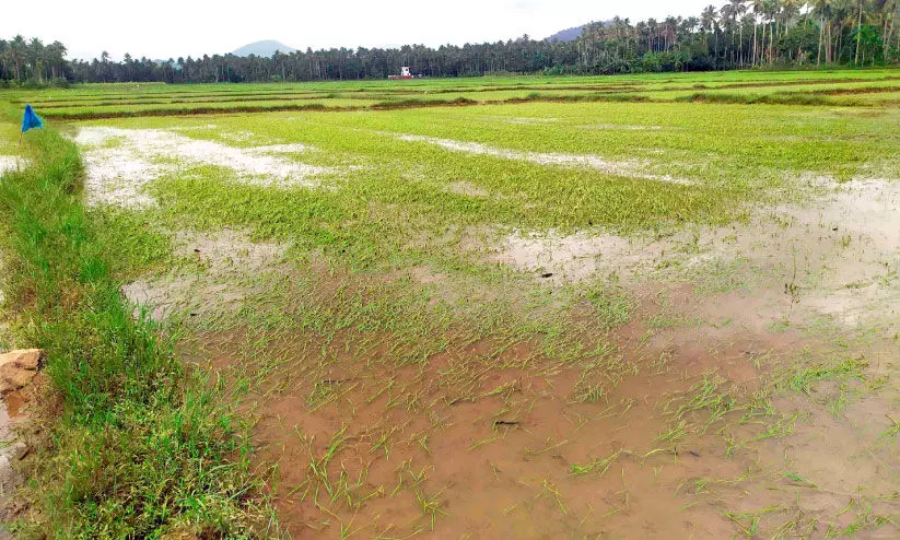 കോ​ടാ​ലി പാ​ട​ശേ​ഖ​ര​ത്തെ വെ​ള്ള​മി​റ​ങ്ങി; ക​ര്‍ഷ​ക​ര്‍ക്ക് ആ​ശ്വാ​സം