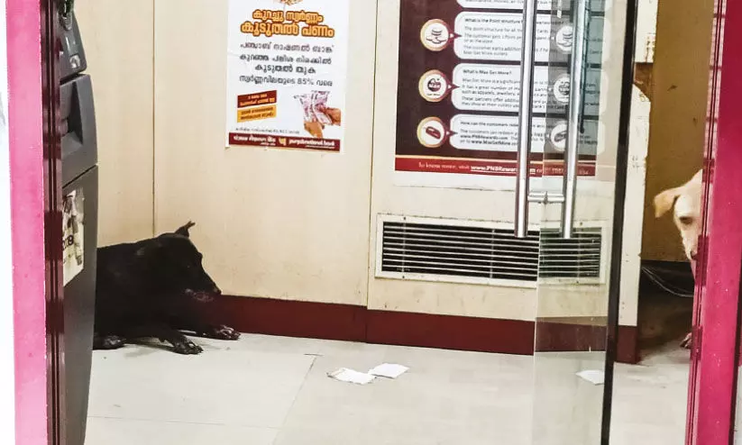 എ.​ടി.​എം കൗ​ണ്ട​റു​ക​ളും നാ​യ്ക്ക​ൾ കൈ​യ​ട​ക്കു​ന്നു