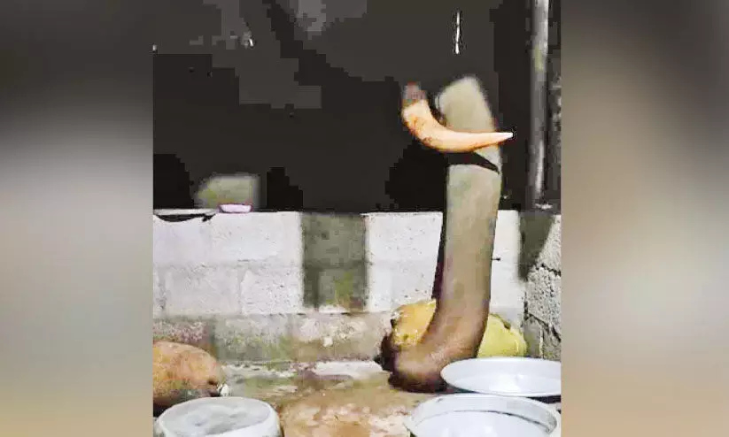 കാട്ടാനകൾ നാടിറങ്ങുന്നു; ഭീതി മാറാതെ ഗ്രാമങ്ങൾ കാട്ടാനകൾ നാടിറങ്ങുന്നു; ഭീതി മാറാതെ ഗ്രാമങ്ങൾ