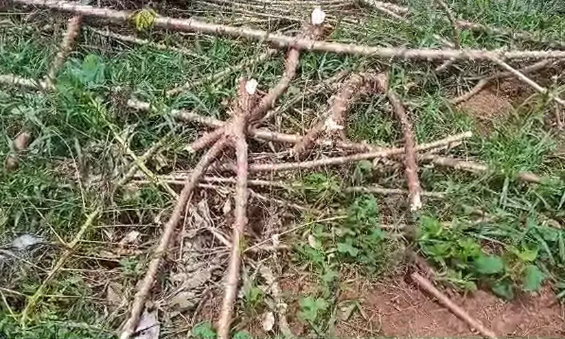 വെള്ളമിറങ്ങിയപ്പോൾ രണ്ടായിരം മൂട് കപ്പ കാണാനില്ല; വെള്ളപ്പൊക്കത്തിന്റെ മറവിൽ കപ്പമോഷണം വെള്ളമിറങ്ങിയപ്പോൾ രണ്ടായിരം മൂട് കപ്പ കാണാനില്ല; വെള്ളപ്പൊക്കത്തിന്റെ മറവിൽ കപ്പമോഷണം