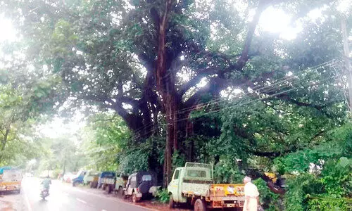 ആരു മുറിക്കും ? റോഡരികിൽ ഭീഷണിയായ വൻ മരങ്ങൾ