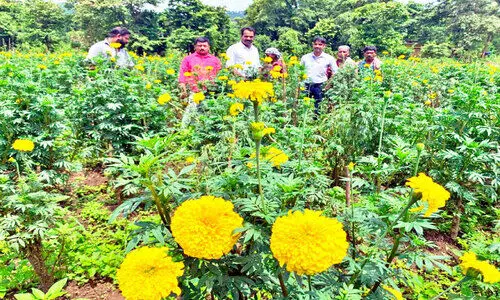 ആറളത്തെ ചെണ്ടുമല്ലിപ്പാടത്ത് വിളവെടുപ്പ് തുടങ്ങി