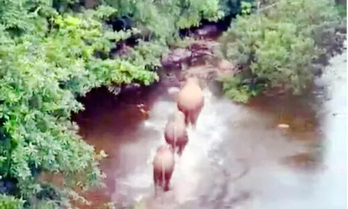 ചീങ്കണ്ണിപ്പുഴയിലൂടെ കാട്ടാന എത്തുന്നു;  നെഞ്ചിടിപ്പോടെ മലയോര കർഷകർ