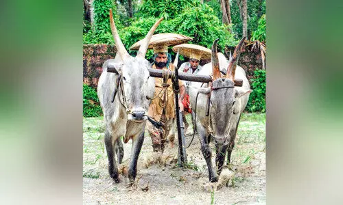 വയലേലകളിൽ പൈതൃകത്തിന്റെ കുടമണിനാദം