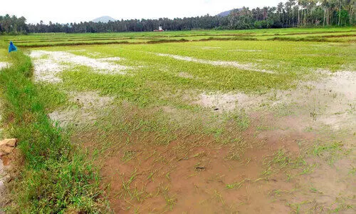 കോ​ടാ​ലി പാ​ട​ശേ​ഖ​ര​ത്തെ വെ​ള്ള​മി​റ​ങ്ങി; ക​ര്‍ഷ​ക​ര്‍ക്ക് ആ​ശ്വാ​സം