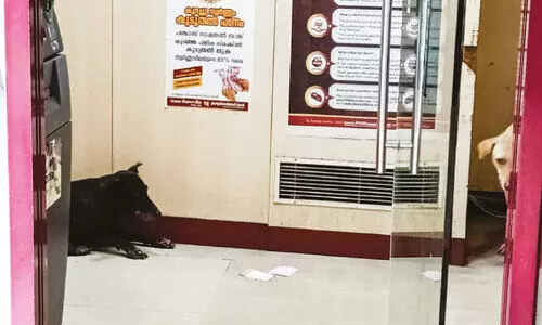 എ.​ടി.​എം കൗ​ണ്ട​റു​ക​ളും നാ​യ്ക്ക​ൾ കൈ​യ​ട​ക്കു​ന്നു