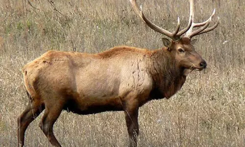 മ്ലാവുകള്‍ക്ക് തീറ്റ വാങ്ങിയ ഇനത്തില്‍ വെട്ടിപ്പ്; നാലുപേര്‍ സസ്‌പെന്‍ഷനില്‍