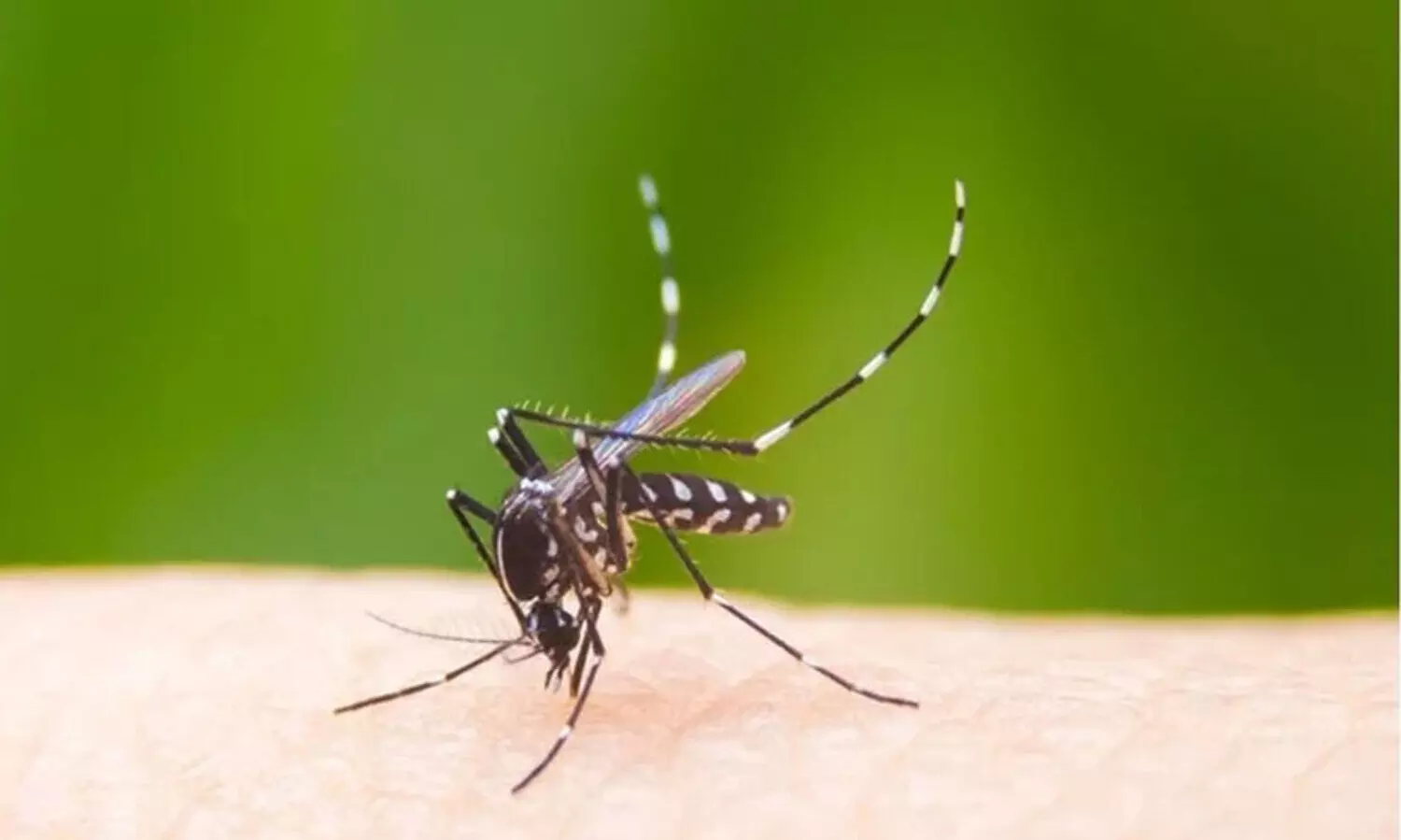 വി​ല്ല​ൻ ഡെ​ങ്കി; ഈ ​മാ​സം മ​ര​ണം മൂ​ന്ന് ഒ​മ്പ​ത് ദി​വ​സ​ത്തി​നി​ടെ ചി​കി​ത്സ തേ​ടി​യ​ത് അ​യ്യാ​യി​ര​ത്തോ​ളം പേ​ർ