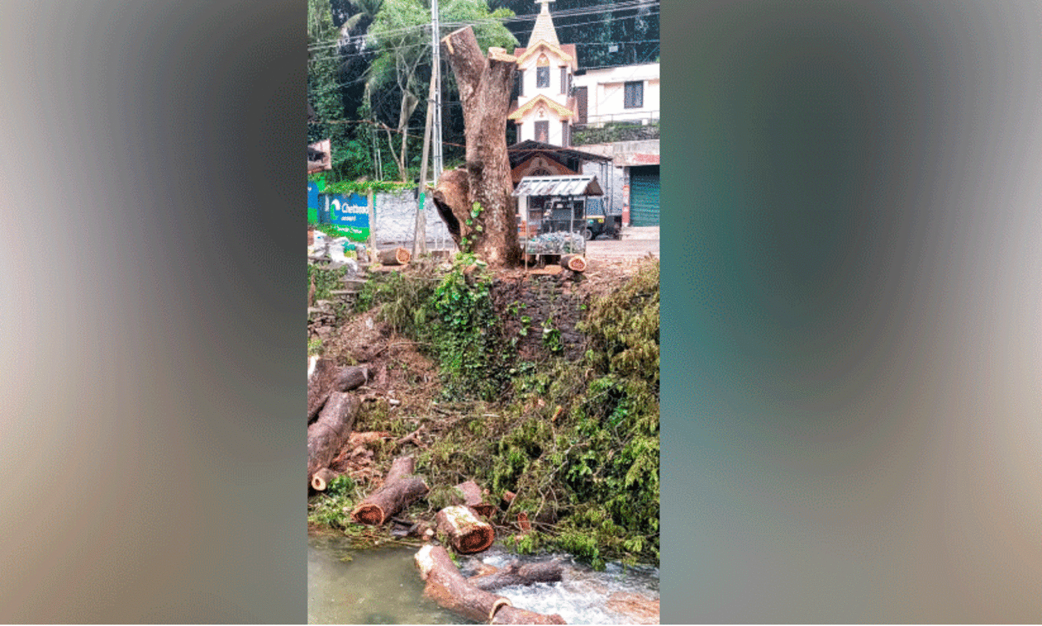 വഴിയോരത്തെ മരം മുറിച്ച്​ തോട്ടിൽ തള്ളി