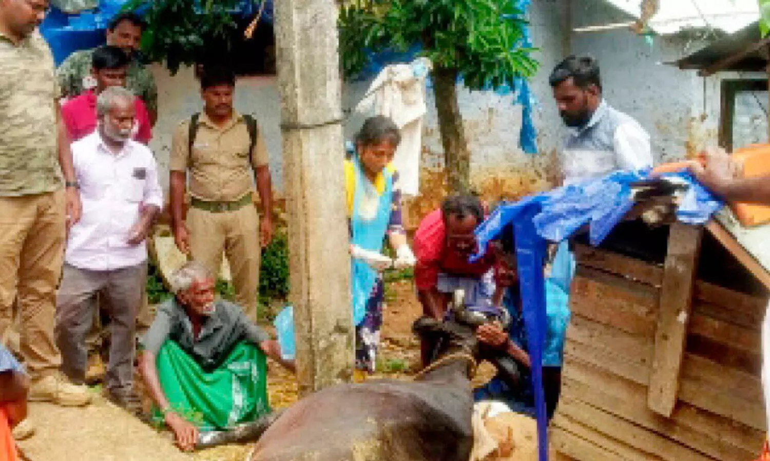 ചിറ്റാർ വനമേഖലയിൽ പുലിക്കായി തിരച്ചിൽ