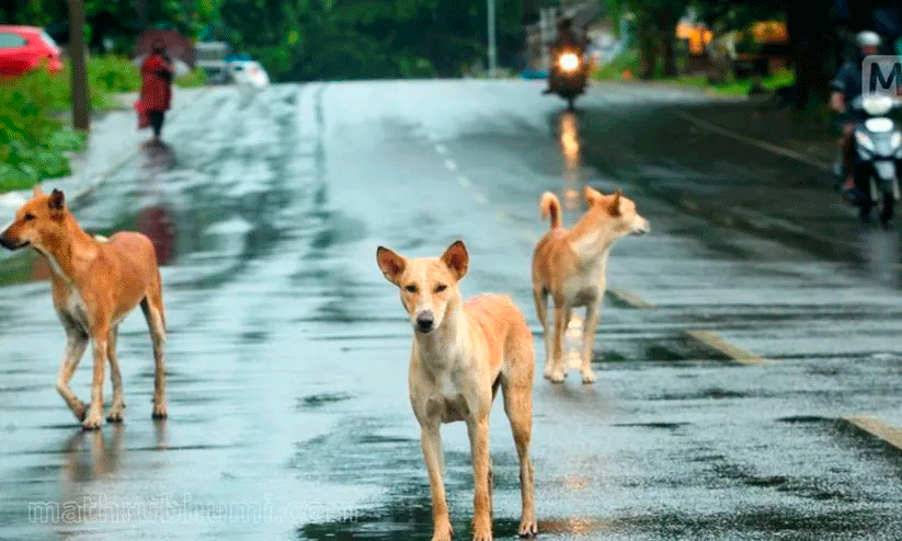 തെരുവുനായ്ക്കളുടെ ആക്രമണത്തിൽ യുവാവിന് പരിക്കേറ്റു തെരുവുനായ്ക്കളുടെ ആക്രമണത്തിൽ യുവാവിന് പരിക്കേറ്റു