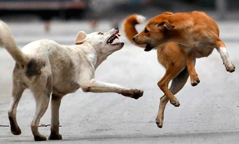 ആദിവാസി വയോധികക്ക് വളർത്തുനായുടെ കടിയേറ്റു ആദിവാസി വയോധികക്ക് വളർത്തുനായുടെ കടിയേറ്റു