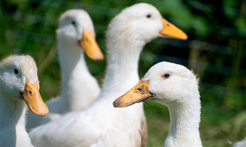 എലിയെ തുരത്താന്‍ വിഷം വെച്ചു: 27 താറാവ്​ ചത്തു