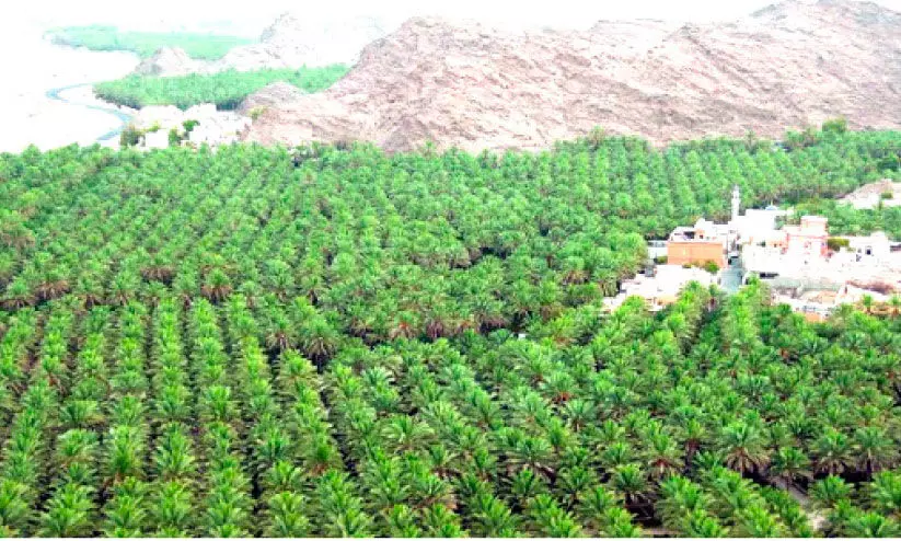 അൽ കുനൈസി എത്തി; ഈത്തപ്പഴ വിപണി സജീവമാകുന്നു അൽ കുനൈസി എത്തി; ഈത്തപ്പഴ വിപണി സജീവമാകുന്നു