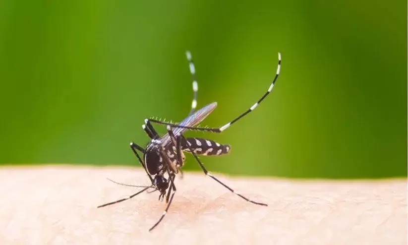 വില്ലൻ ഡെങ്കി; ഈ മാസം മരണം മൂന്ന് ഒമ്പത് ദിവസത്തിനിടെ ചികിത്സ തേടിയത് അയ്യായിരത്തോളം പേർ വില്ലൻ ഡെങ്കി; ഈ മാസം മരണം മൂന്ന് ഒമ്പത് ദിവസത്തിനിടെ ചികിത്സ തേടിയത് അയ്യായിരത്തോളം പേർ