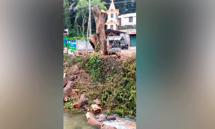വഴിയോരത്തെ മരം മുറിച്ച്​ തോട്ടിൽ തള്ളി
