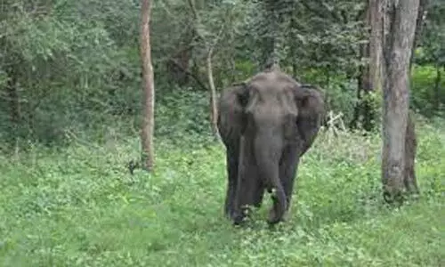 കാ​ട്ടാ​ന​യു​ടെ ആ​ക്ര​മ​ണ​ത്തി​ൽ മ​ധ്യ​വ​യ​സ്ക​ൻ കൊ​ല്ല​പ്പെ​ട്ടു