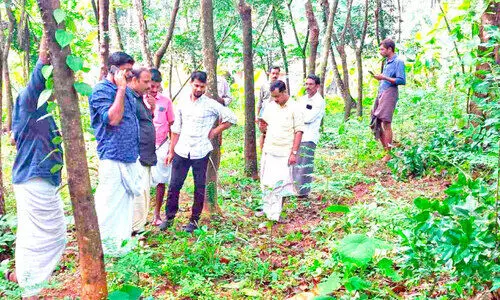 കൂത്താളിയെ ഭീതിയിലാക്കിയ നായയെ പിടികൂടി