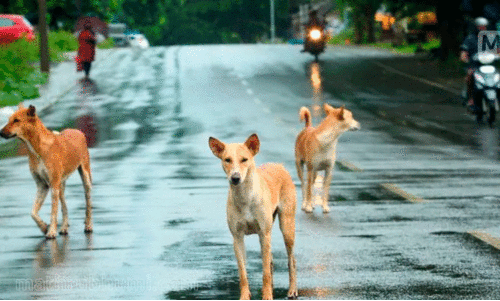തെരുവുനായ്ക്കളുടെ ആക്രമണത്തിൽ യുവാവിന് പരിക്കേറ്റു തെരുവുനായ്ക്കളുടെ ആക്രമണത്തിൽ യുവാവിന് പരിക്കേറ്റു
