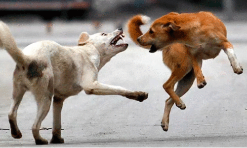 ആദിവാസി വയോധികക്ക് വളർത്തുനായുടെ കടിയേറ്റു ആദിവാസി വയോധികക്ക് വളർത്തുനായുടെ കടിയേറ്റു