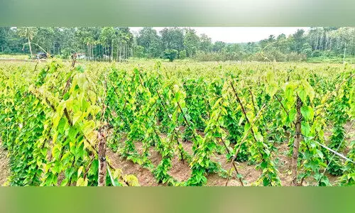 വന്യമൃഗശല്യം; കാച്ചിൽ കൃഷിയുമായി കുമിഴി ഗ്രാമം വന്യമൃഗശല്യം; കാച്ചിൽ കൃഷിയുമായി കുമിഴി ഗ്രാമം