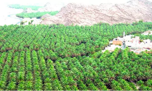 അൽ കുനൈസി എത്തി; ഈത്തപ്പഴ വിപണി സജീവമാകുന്നു